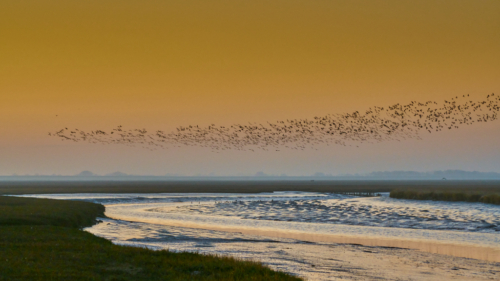 20200407 063011 MH a7RMKII 1