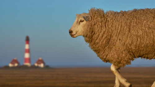 20200407 072436 MH a7RMKII 1