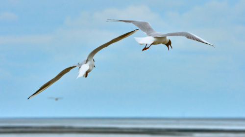 20200628 114312 MH a7RMKII