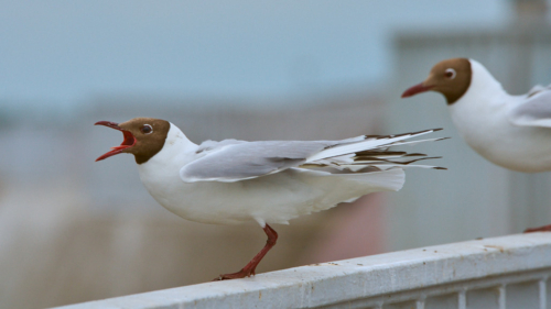 20200628 120550 MH a7RMKII