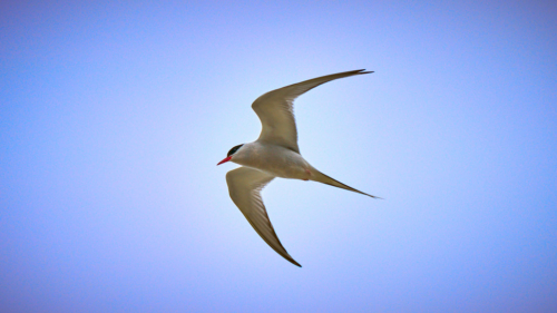 20200628 121718 MH a7RMKII