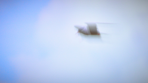 20200628 122129 MH a7RMKII