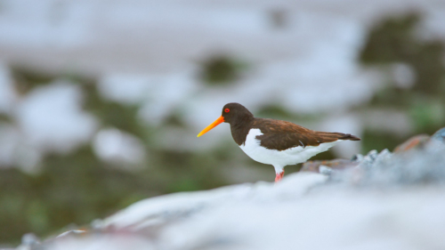 20200628 122621 MH a7RMKII