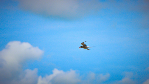 20200628 123838 MH a7RMKII